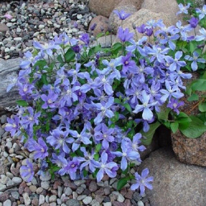 Клематис Арабелла             